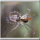 Metellina sp - Herbstspinne 02i.jpg